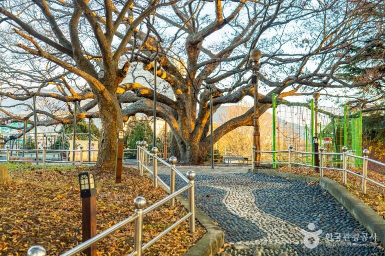 [예스키즈존] 현풍 500년 느티나무 테마공원