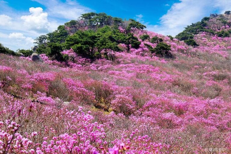 [예스키즈존] 비슬산군립공원