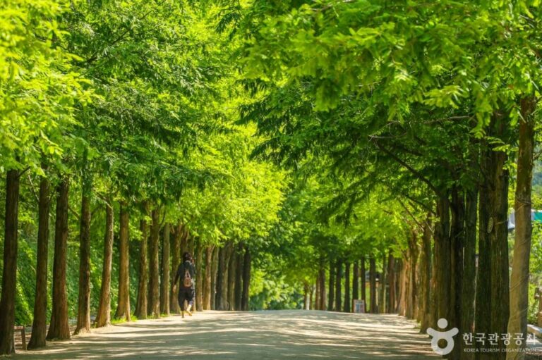 [예스키즈존] 고산골 메타쉐콰이어길