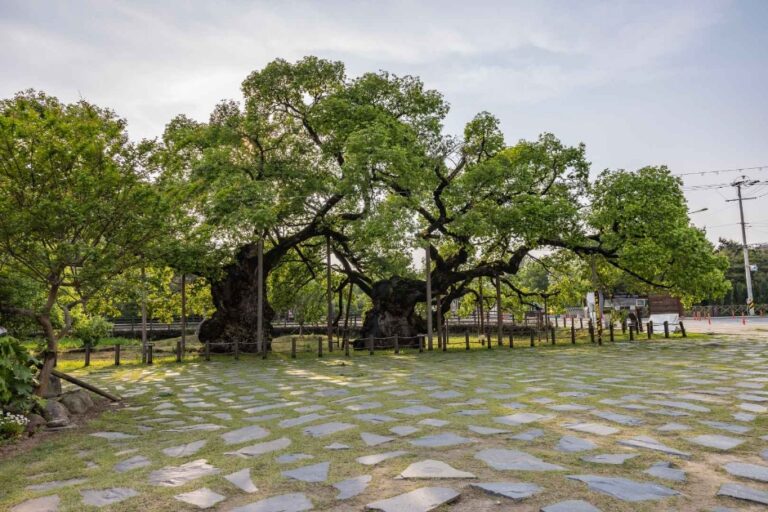 [예스키즈존] 광주 충효동 왕버들 군