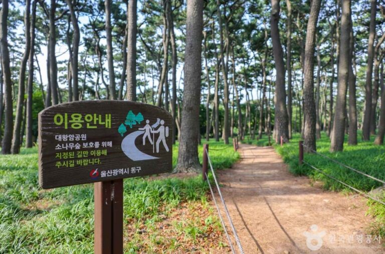 [예스키즈존] 대왕암 송림