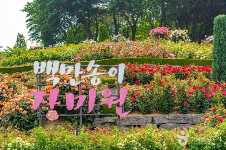 [예스키즈존] 백만송이장미원