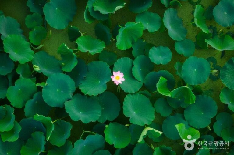 [예스키즈존] 연꽃테마파크