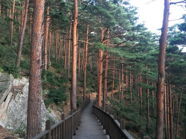 [예스키즈존] 국립대관령치유의숲