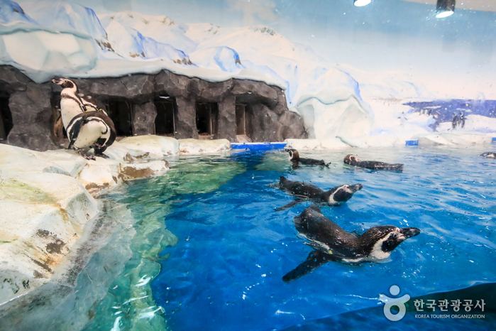 [예스키즈존] 경포 아쿠아리움