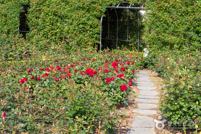 [예스키즈존] 삼척장미공원