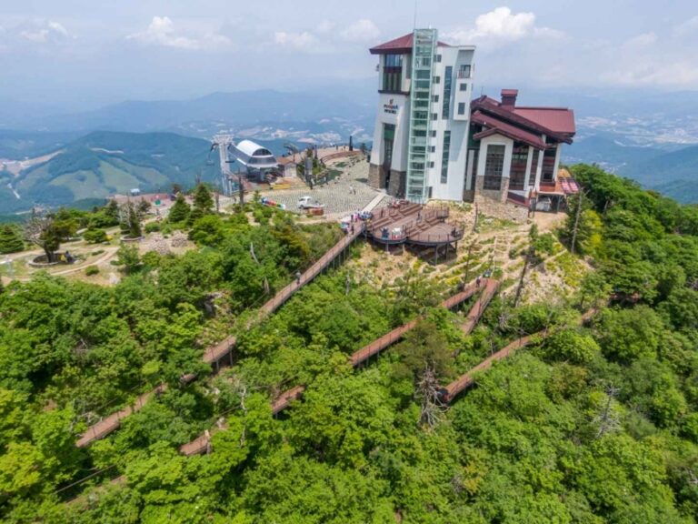 [예스키즈존] 발왕산 천년주목숲길