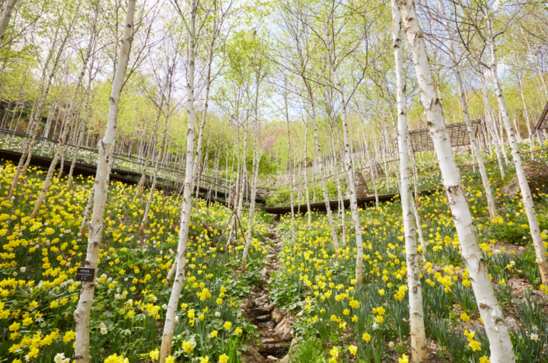 [예스키즈존] 화담숲
