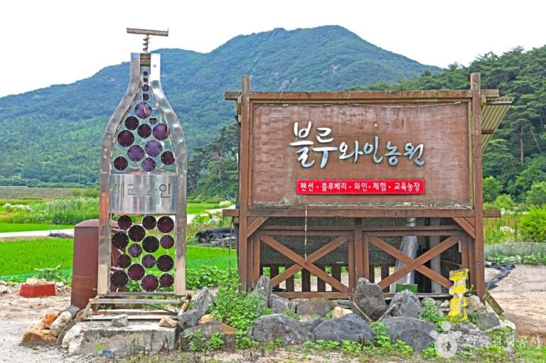 [예스키즈존] 영동블루와인농원