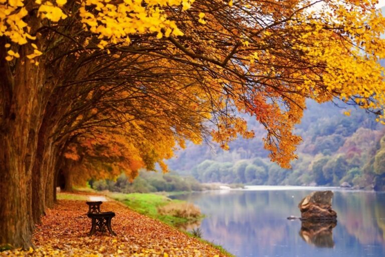 [예스키즈존] 송호국민관광지 야영장