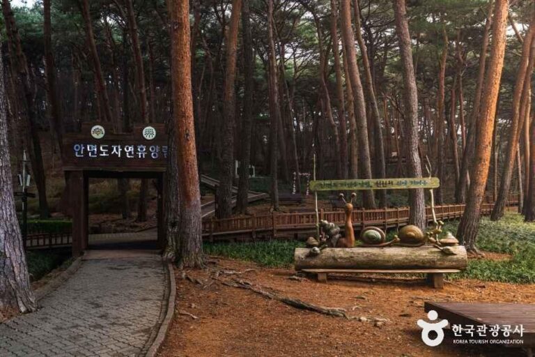 [예스키즈존] 안면도자연휴양림