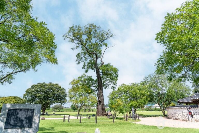 [예스키즈존] 서산 해미읍성 회화나무
