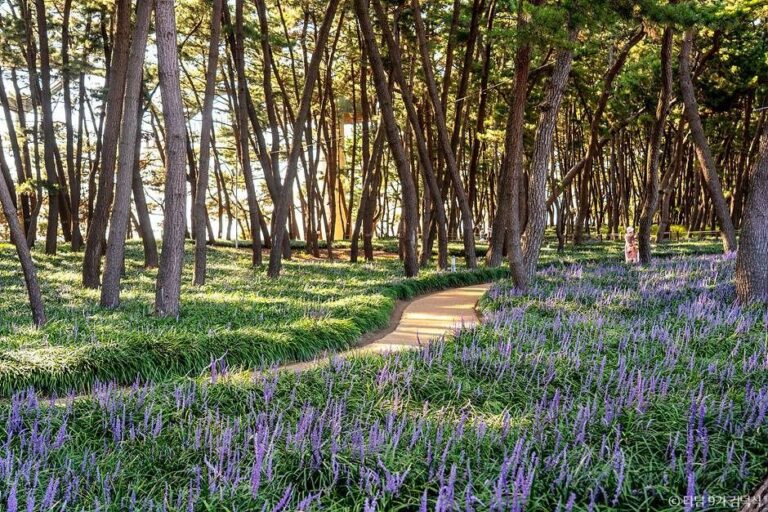 [예스키즈존] 장항송림자연휴양림