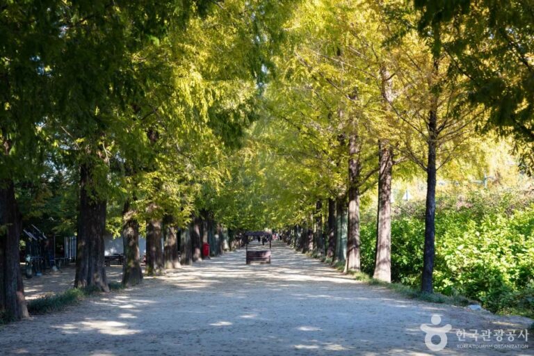 [예스키즈존] 담양 메타세쿼이아길