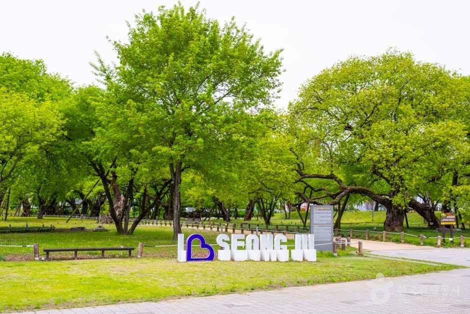 [예스키즈존] 성주 경산리 성밖숲