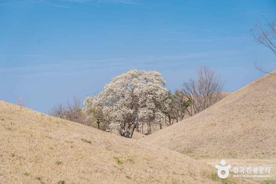 [예스키즈존] 경주 대릉원 일원