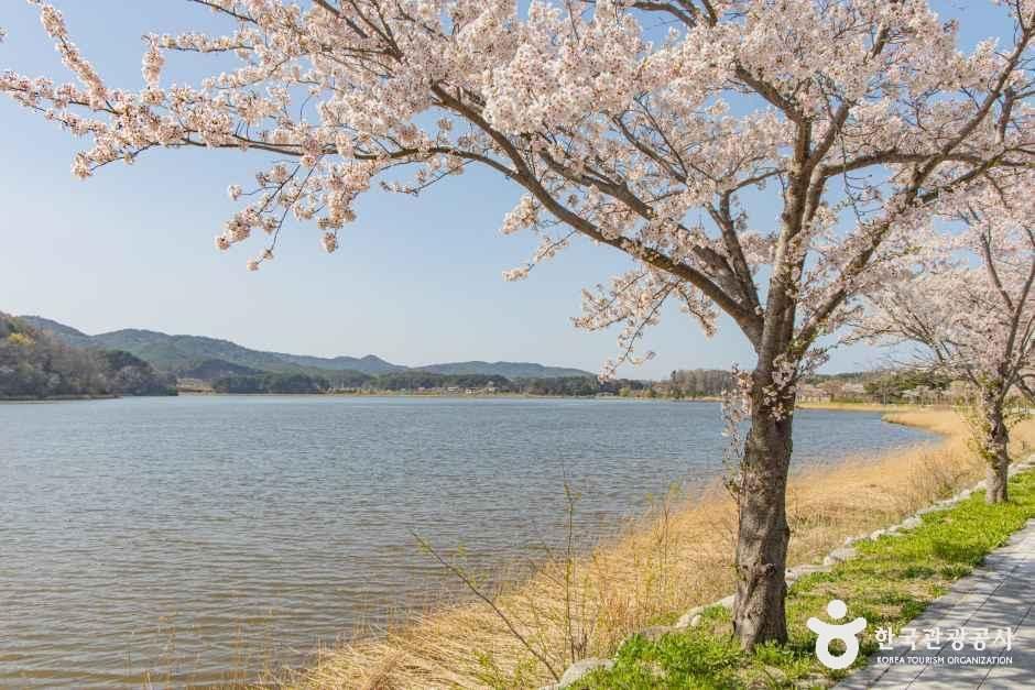 [예스키즈존] 화진포(강원평화지역 국가지질공원)