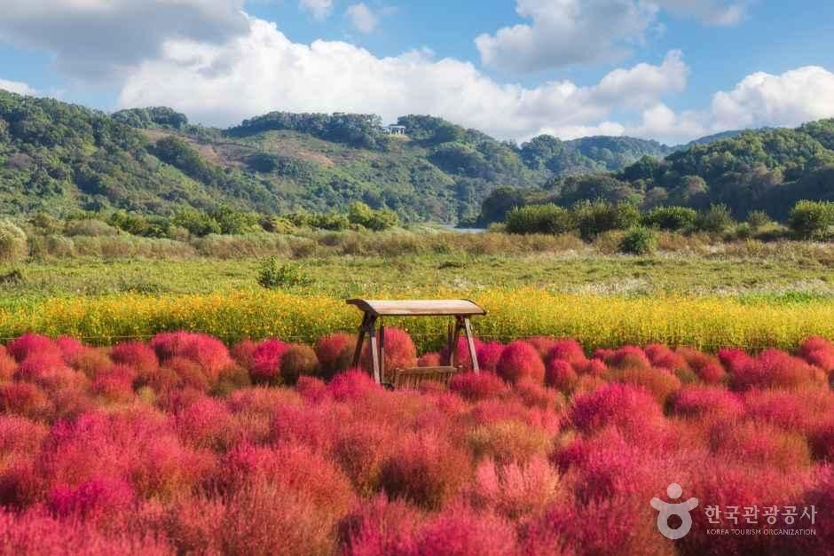 [예스키즈존] 임진강 댑싸리정원