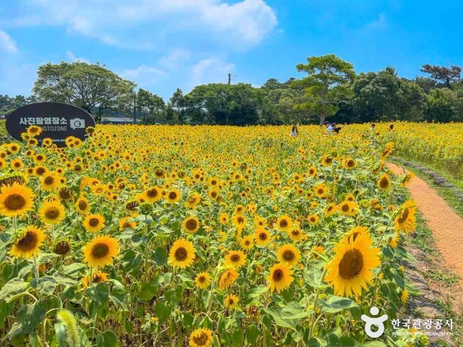 [예스키즈존] 제주 항파두리 항몽 유적