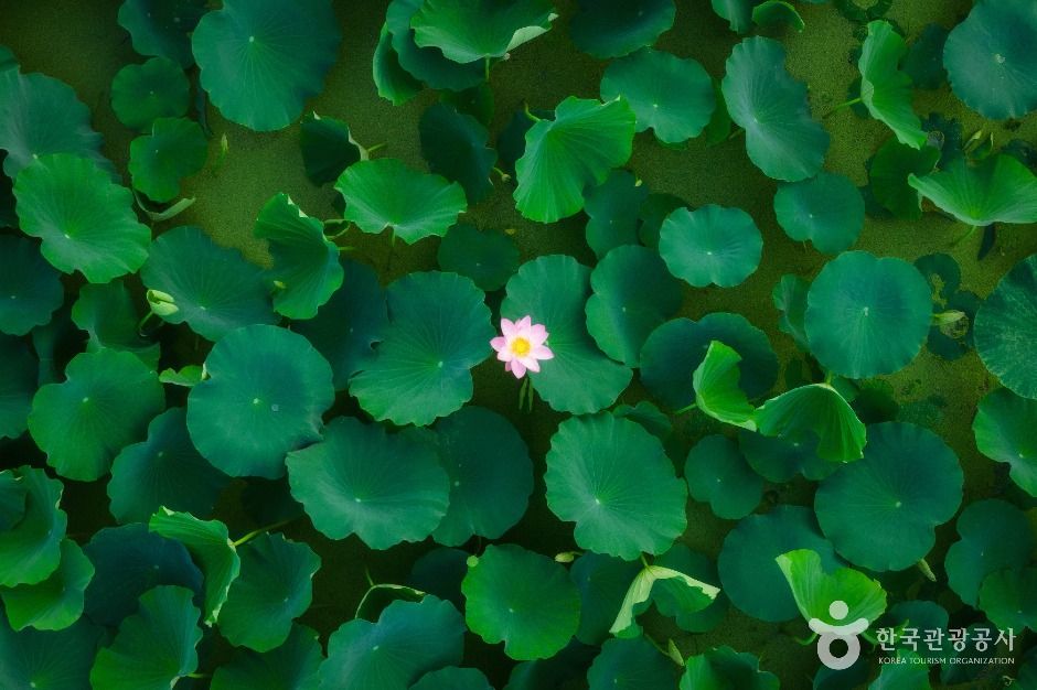 [예스키즈존] 연꽃테마파크